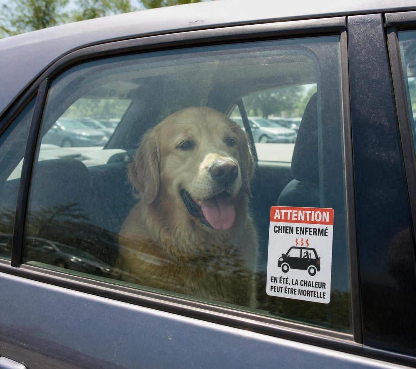 un golden retriever courageux sauvée par des passants héroïques après avoir été enfermé dans une voiture étouffante. découvrez cette histoire touchante de solidarité et de courage.