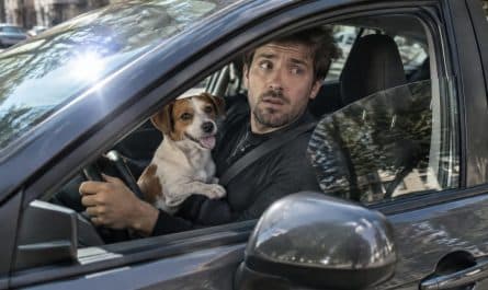 flashé au volant avec son chien sur les genoux, il pensait partager un moment attendrissant. cette photo lui vaut finalement une lourde sanction.